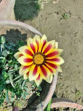 Gazania rigens veya hazine çiçeği