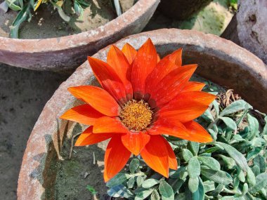 Gazania rigens veya hazine çiçeği