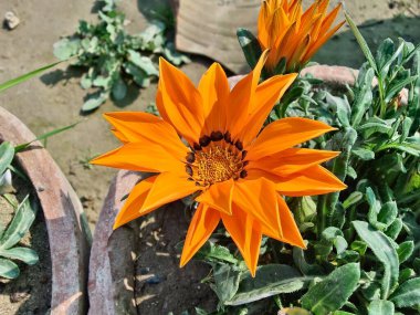 Gazania rigens veya hazine çiçeği