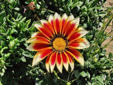 Gazania rigens veya hazine çiçeği