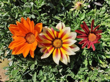 Gazania rigens veya hazine çiçeği