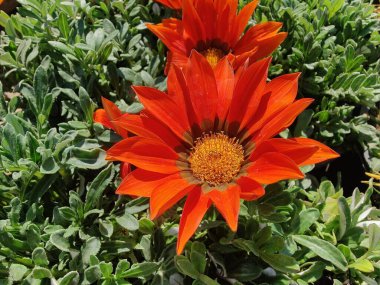 Gazania rigens veya hazine çiçeği
