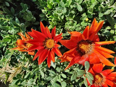Gazania rigens veya hazine çiçeği