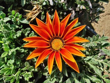 Gazania rigens veya hazine çiçeği