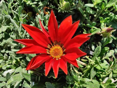 Gazania rigens veya hazine çiçeği