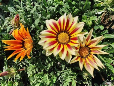 Gazania rigens veya hazine çiçeği