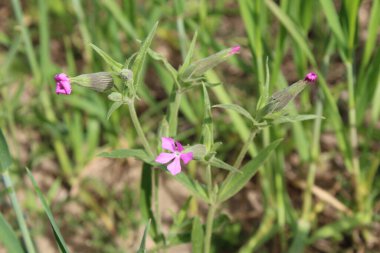 Cone catchfly mı Silene gallica mı?