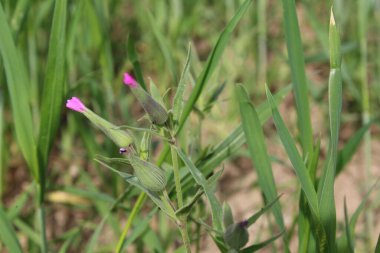 Cone catchfly mı Silene gallica mı?