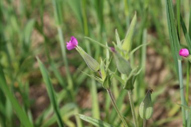 Cone catchfly mı Silene gallica mı?