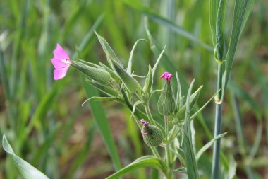 Cone catchfly mı Silene gallica mı?