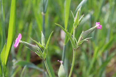 Cone catchfly mı Silene gallica mı?