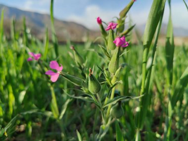 Cone catchfly mı Silene gallica mı?