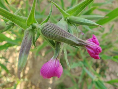 Cone catchfly mı Silene gallica mı?