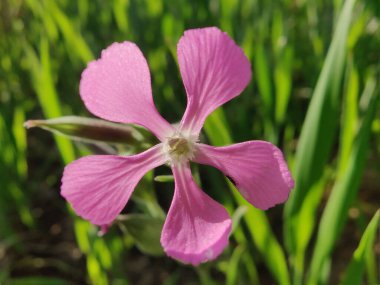 Cone catchfly mı Silene gallica mı?