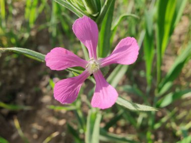 Cone catchfly mı Silene gallica mı?