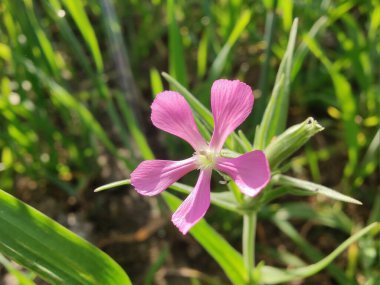 Cone catchfly mı Silene gallica mı?