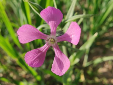 Cone catchfly mı Silene gallica mı?