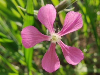 Cone catchfly mı Silene gallica mı?