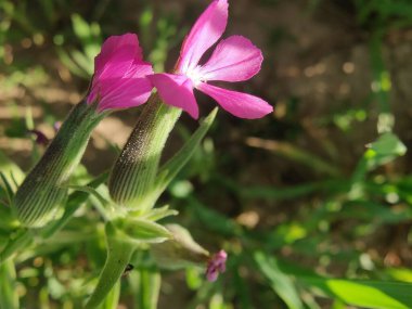 Cone catchfly mı Silene gallica mı?