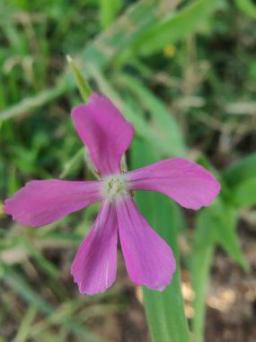 Cone catchfly mı Silene gallica mı?