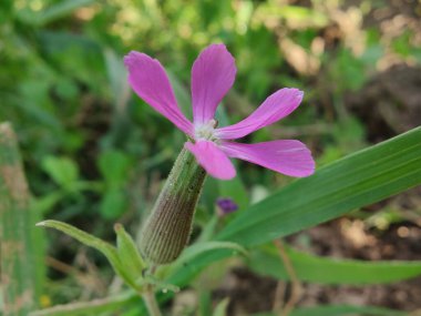Cone catchfly mı Silene gallica mı?