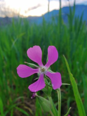 Cone catchfly mı Silene gallica mı?