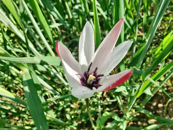 Leydi lale ya da Tulipa 'nın özel çiçekleri. 