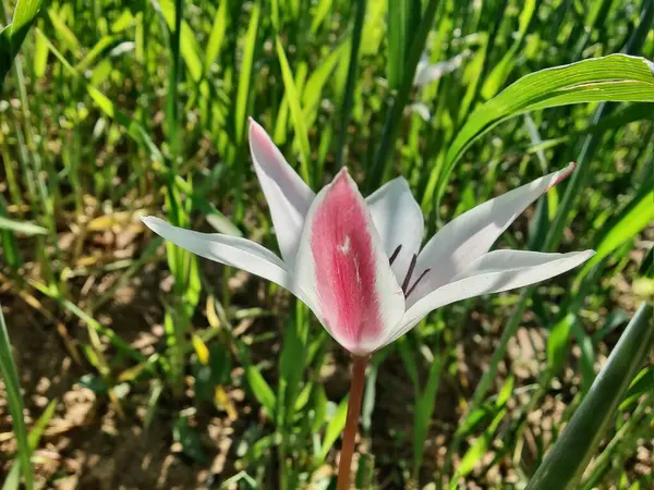 Leydi lale ya da Tulipa 'nın özel çiçekleri. 