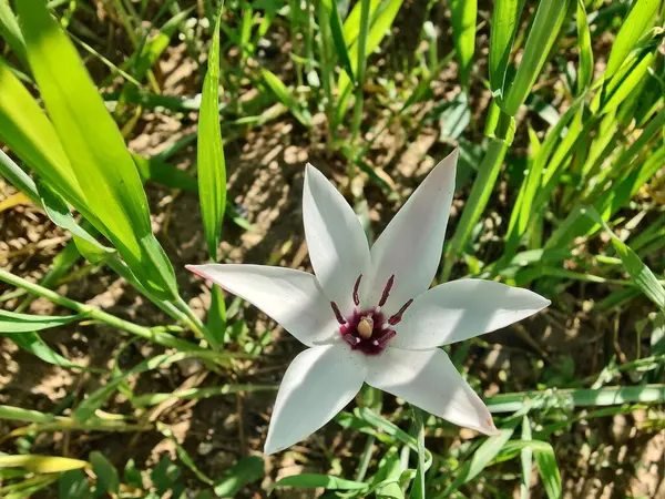 Leydi lale ya da Tulipa 'nın özel çiçekleri. 