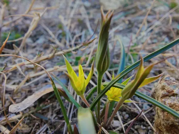 Gagea maxima, Beytüllahim 'in sarı yıldızı veya Gagea lutea