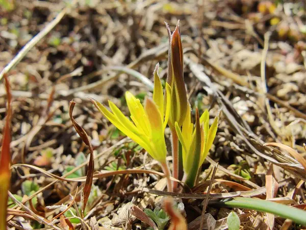 Gagea maxima, Beytüllahim 'in sarı yıldızı veya Gagea lutea