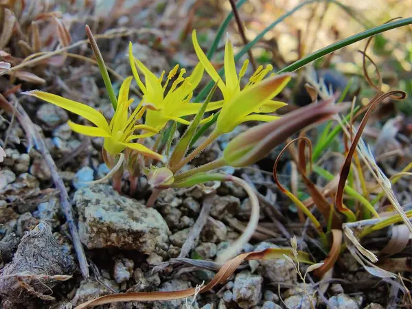 Gagea maxima, Beytüllahim 'in sarı yıldızı veya Gagea lutea