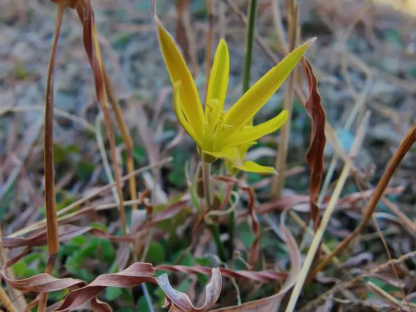 Gagea maxima, Beytüllahim 'in sarı yıldızı veya Gagea lutea