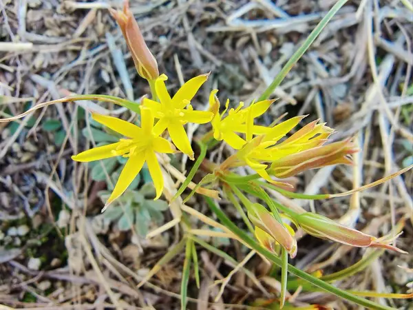 Gagea maxima, Beytüllahim 'in sarı yıldızı veya Gagea lutea