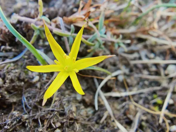 Gagea maxima, Beytüllahim 'in sarı yıldızı veya Gagea lutea
