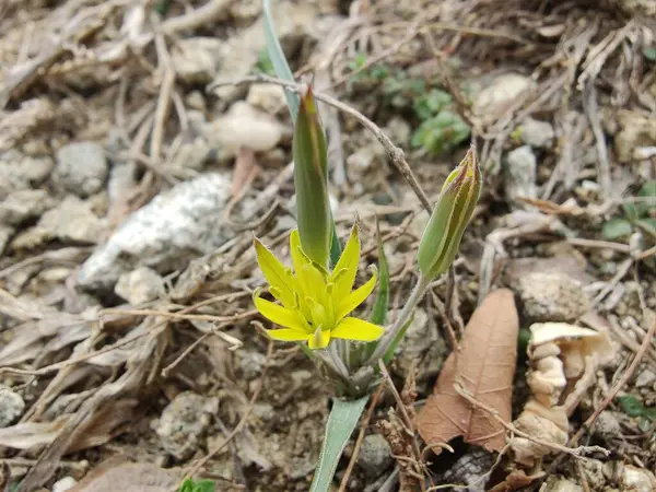 Gagea maxima, Beytüllahim 'in sarı yıldızı veya Gagea lutea
