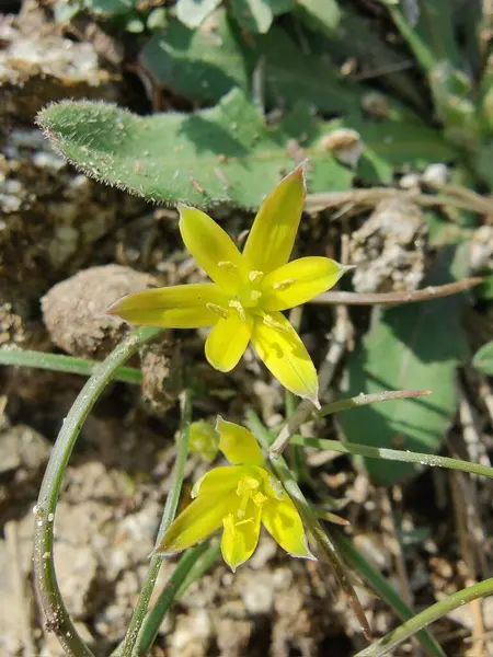 Gagea maxima, Beytüllahim 'in sarı yıldızı veya Gagea lutea