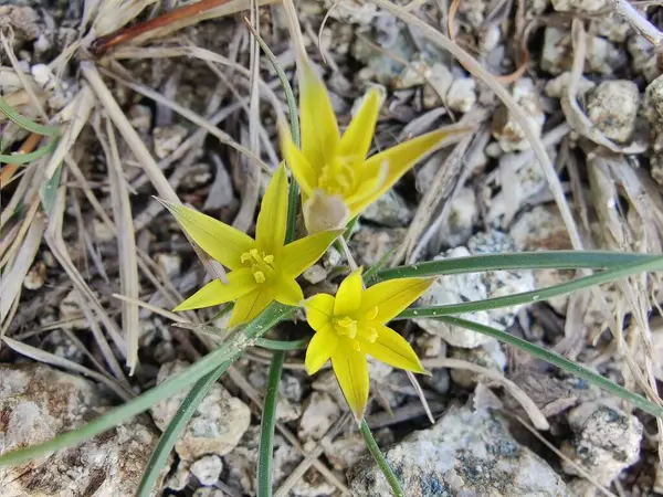 Gagea maxima, Beytüllahim 'in sarı yıldızı veya Gagea lutea