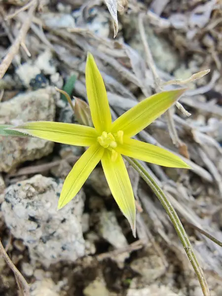Gagea maxima, Beytüllahim 'in sarı yıldızı veya Gagea lutea