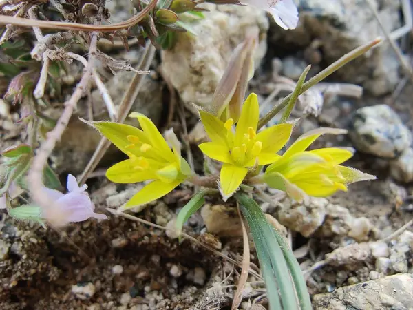 Gagea maxima, Beytüllahim 'in sarı yıldızı veya Gagea lutea