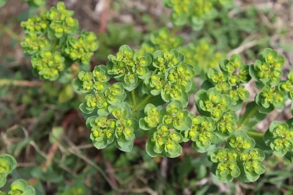 Euphorbia helioskopisi, güneş lekesi ya da deli kadının sütü.