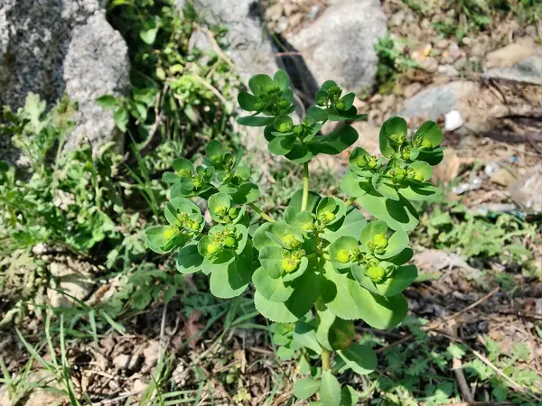 Euphorbia helioskopisi, güneş lekesi ya da deli kadının sütü.