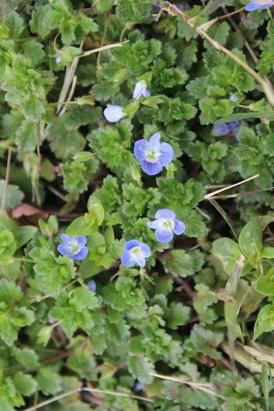 Pers hız kuyusu, Veronica Persica veya Bireye Speedwell