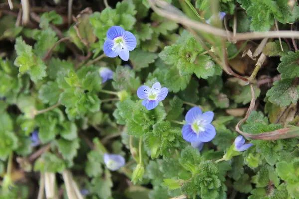 Pers hız kuyusu, Veronica Persica veya Bireye Speedwell