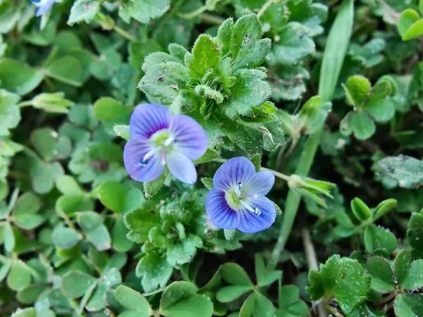 Pers hız kuyusu, Veronica Persica veya Bireye Speedwell