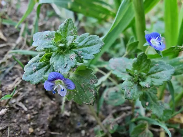 Pers hız kuyusu, Veronica Persica veya Bireye Speedwell