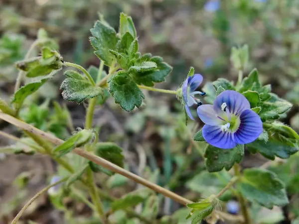 Pers hız kuyusu, Veronica Persica veya Bireye Speedwell