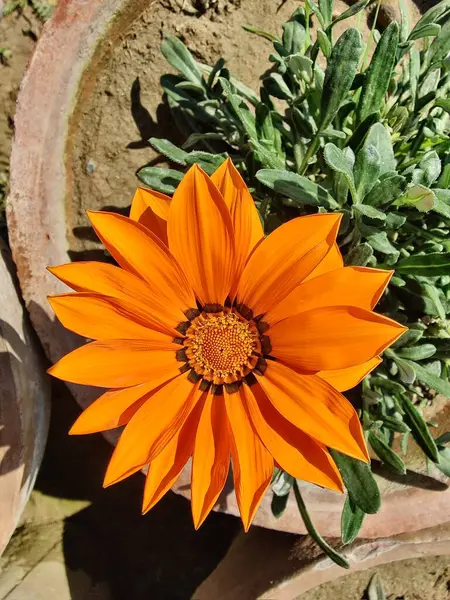 Gazania rigens veya hazine çiçeği