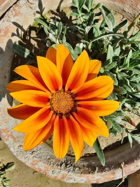 Gazania rigens veya hazine çiçeği