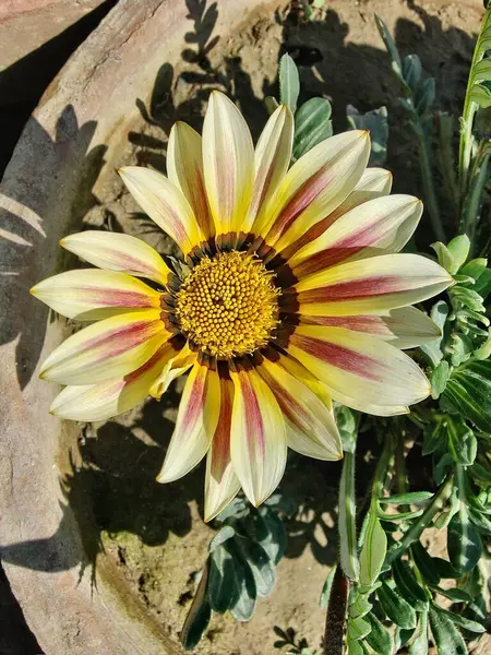 Gazania rigens veya hazine çiçeği